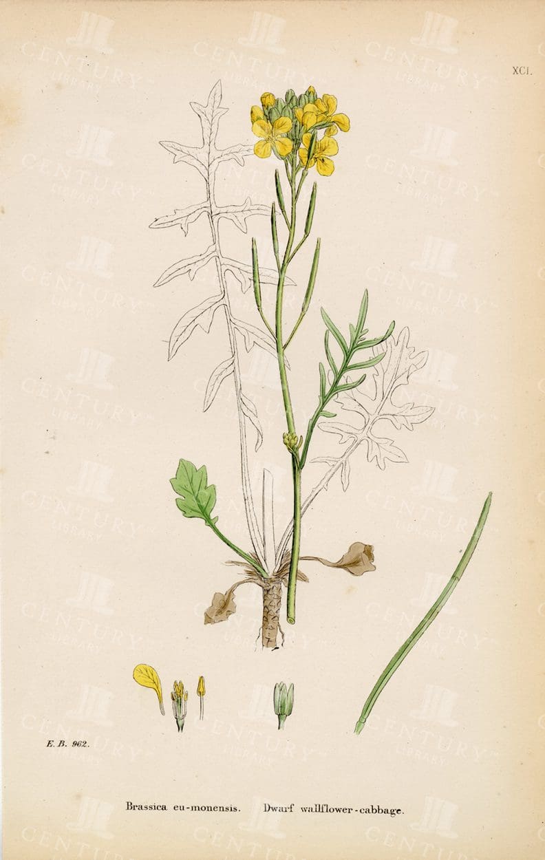 DWARF Wallflower-Cabbage - Vintage Botanical Colour Print