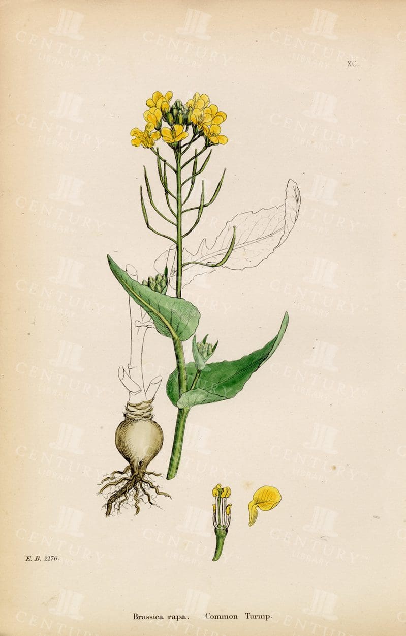 BRASSICA Rapa - Common Turnip - Vintage Botanical Print