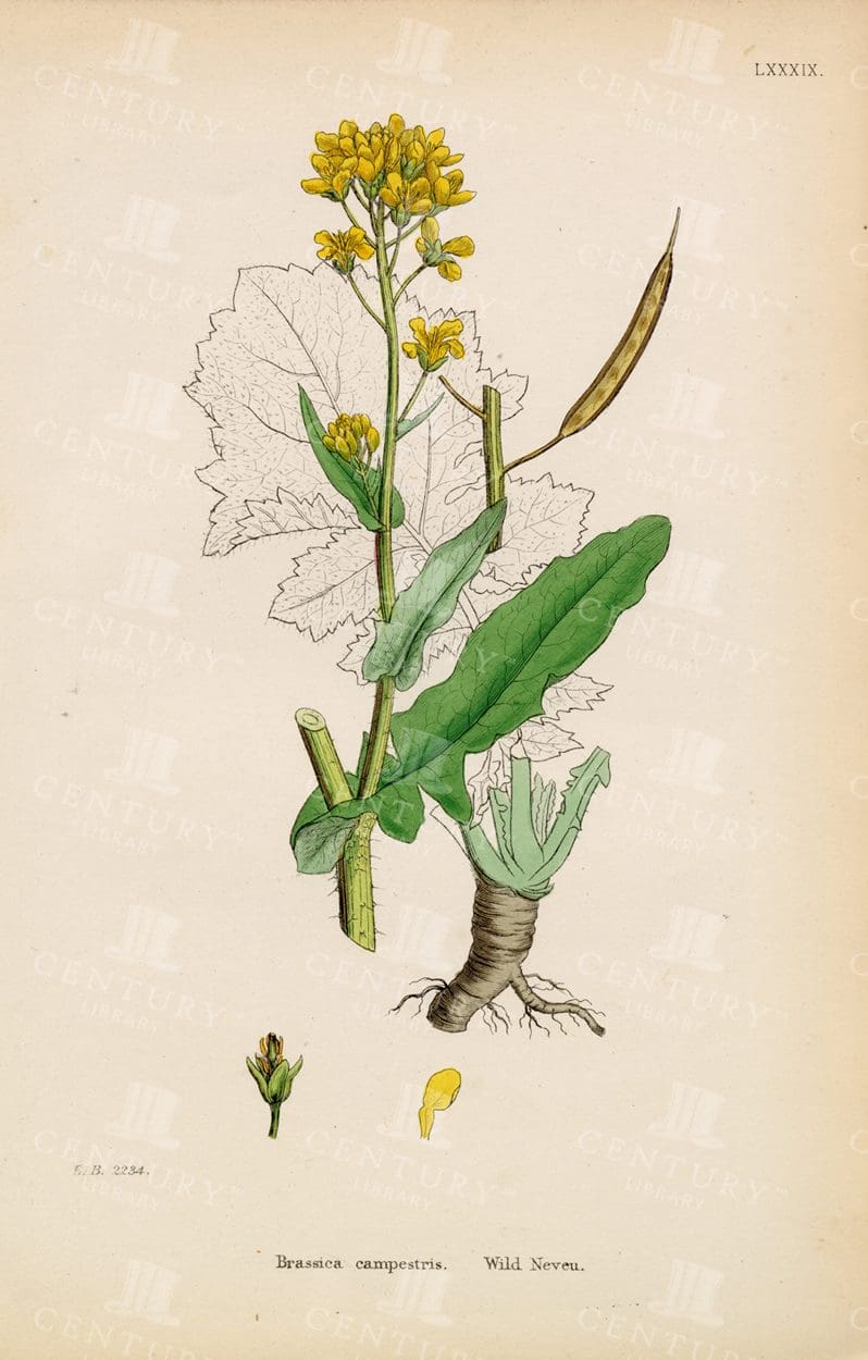 ANTIQUE Botanical Print - Brassica Campestris - Wild Neveu