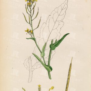 ANTIQUE Botanical Print - Brassica Napus - Rape - 1863