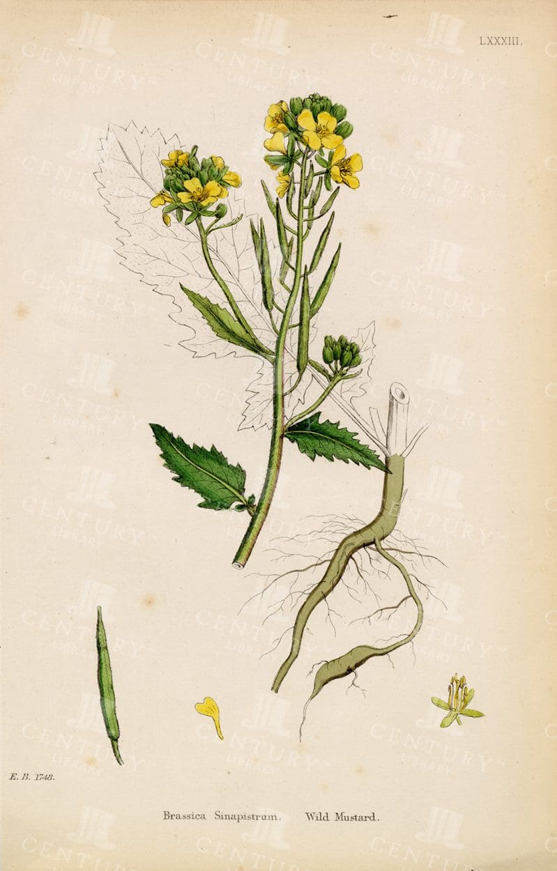 WILD Mustard - Brassica Sinapistrum - Vintage Botanical Print