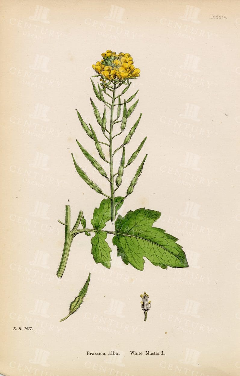 WHITE Mustard - Brassica Alba - Coloured Botanical Print - Antique 1863