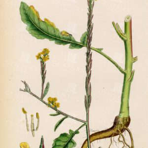 VINTAGE Botanical Print - Hoary Mustard - Brassica Adpressa - 1863