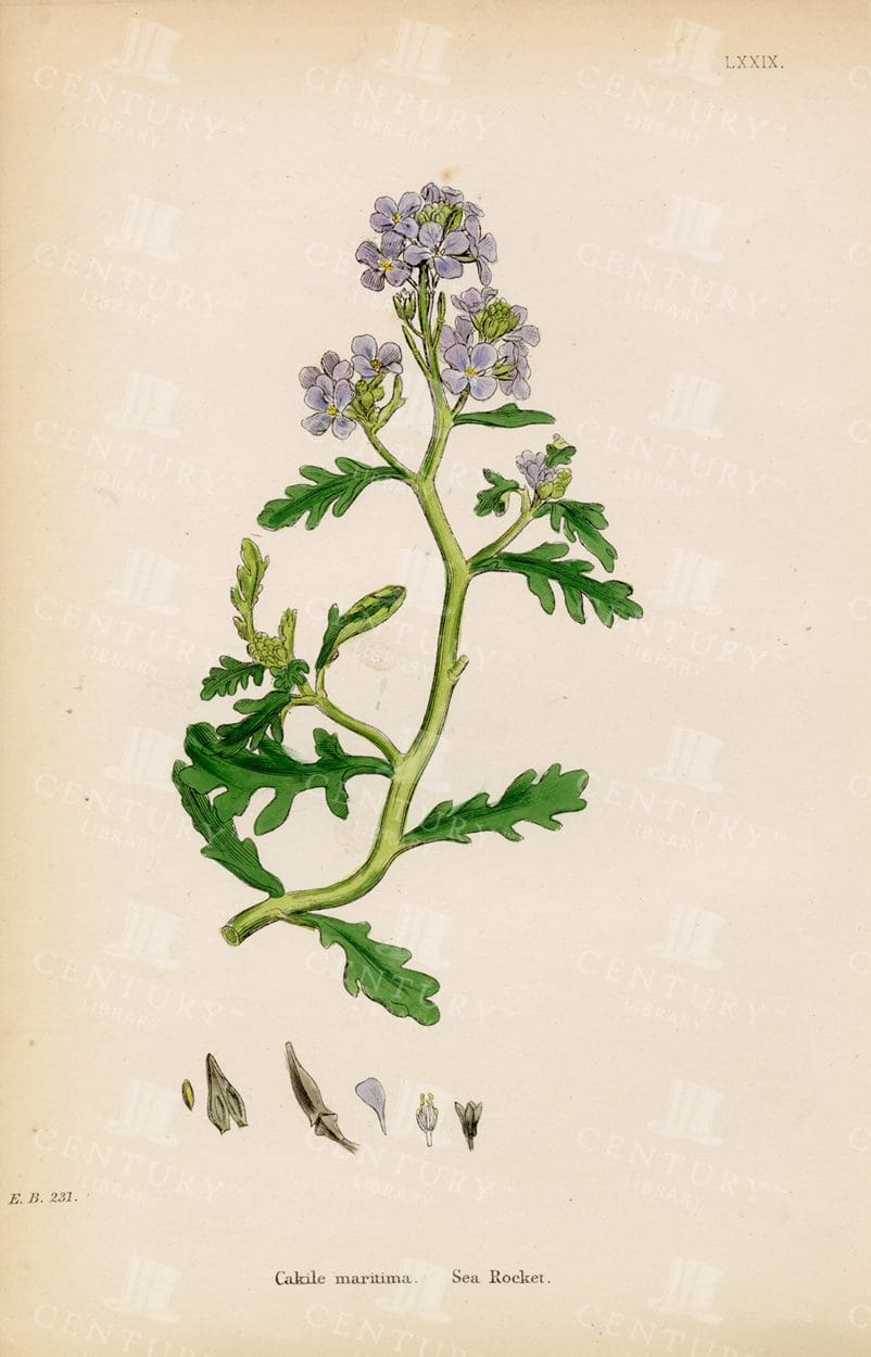 BEAUTIFUL Botanical Print of Sea Rocket - Vintage 1863