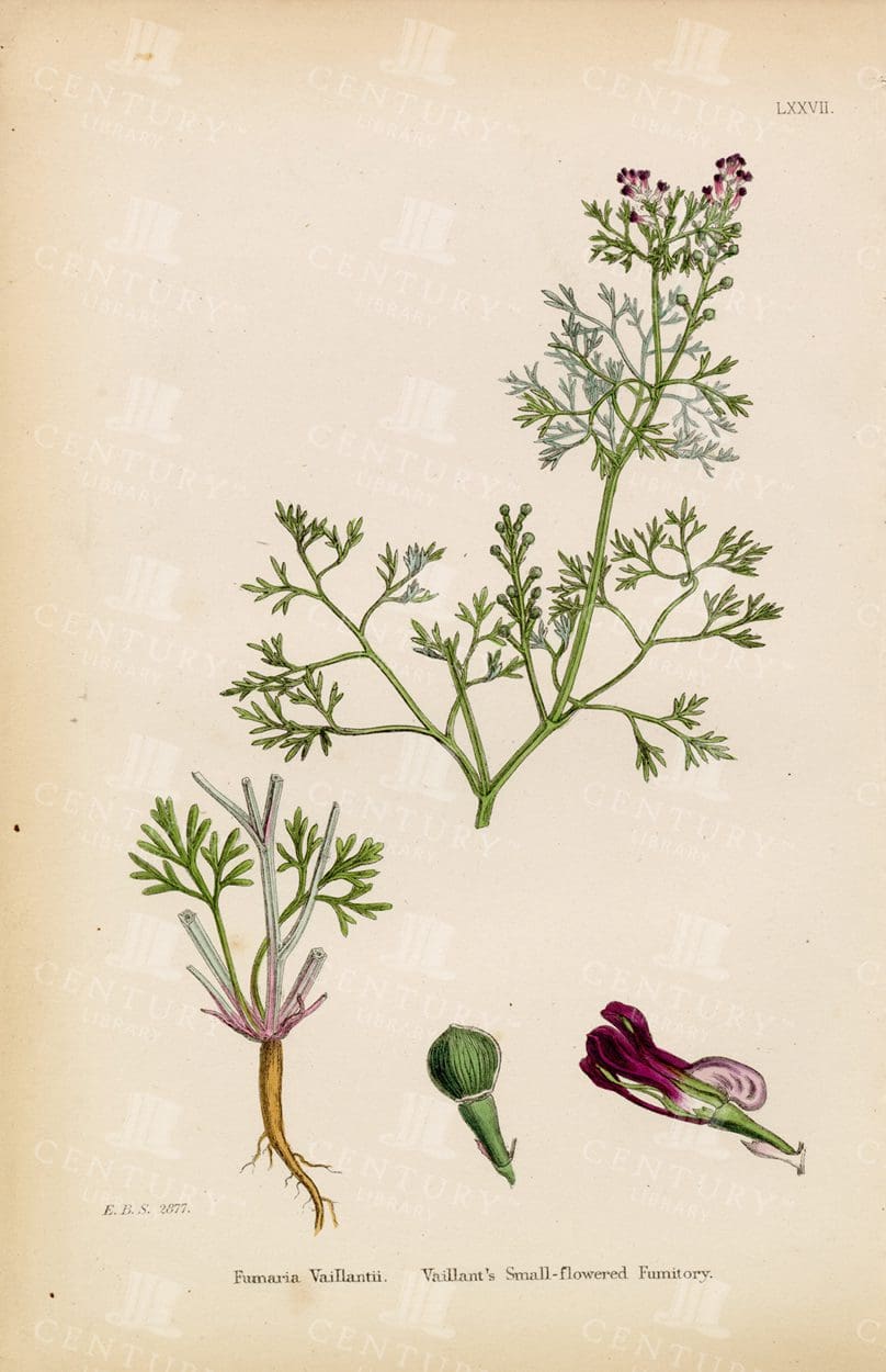 VINTAGE Colour Botanical print - Vaillant's Small-Flowered Fumitory