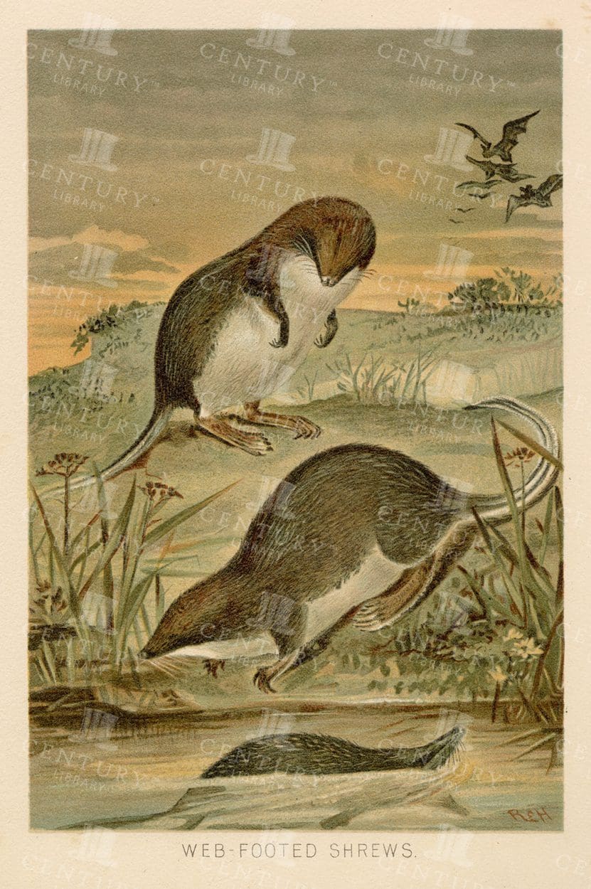 BEAUTIFUL Vintage Natural History Print - Web-Footed Shrews