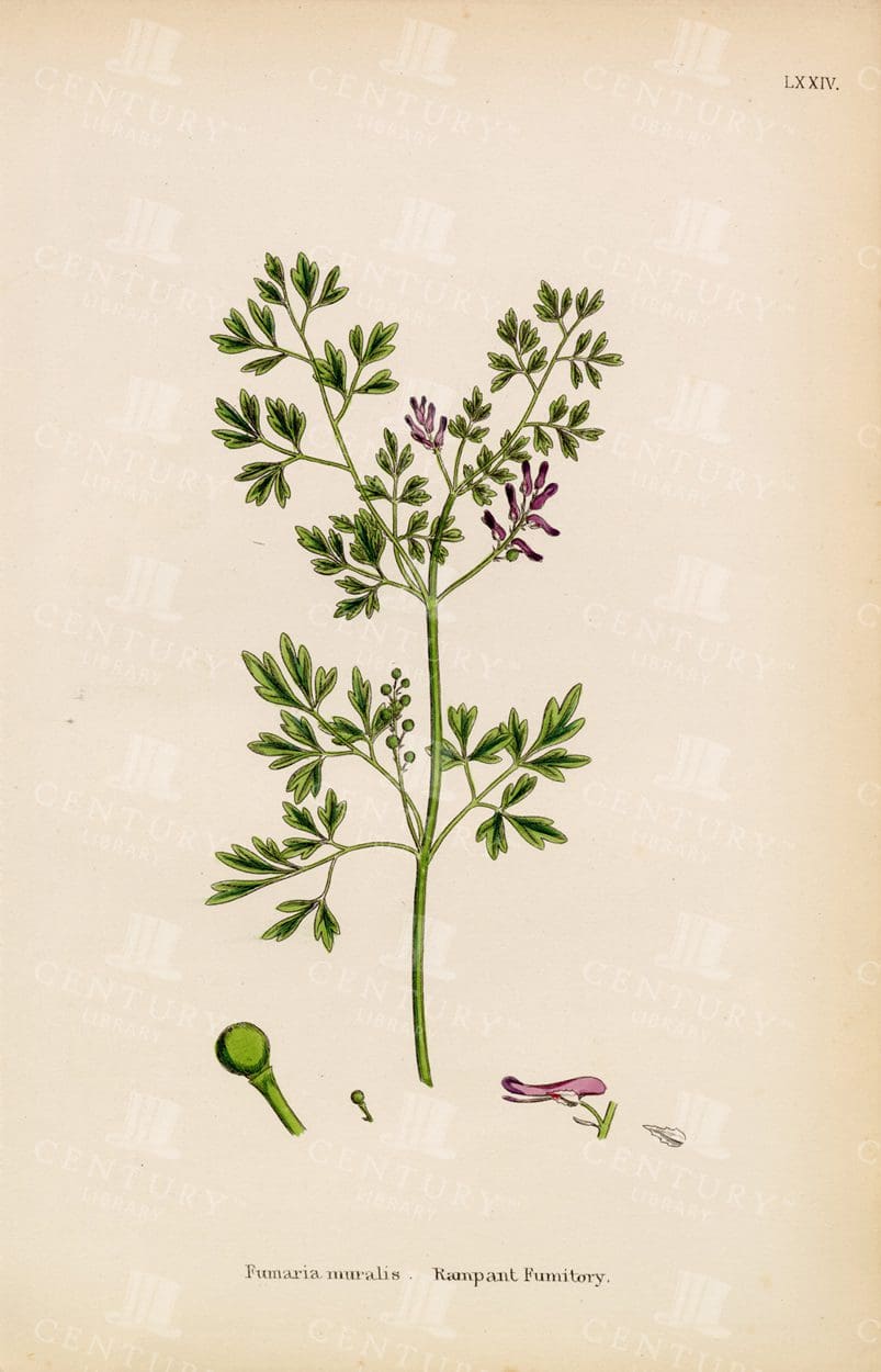 BOTANICAL Colour Print - Rampant Fumitory - Vintage 1863