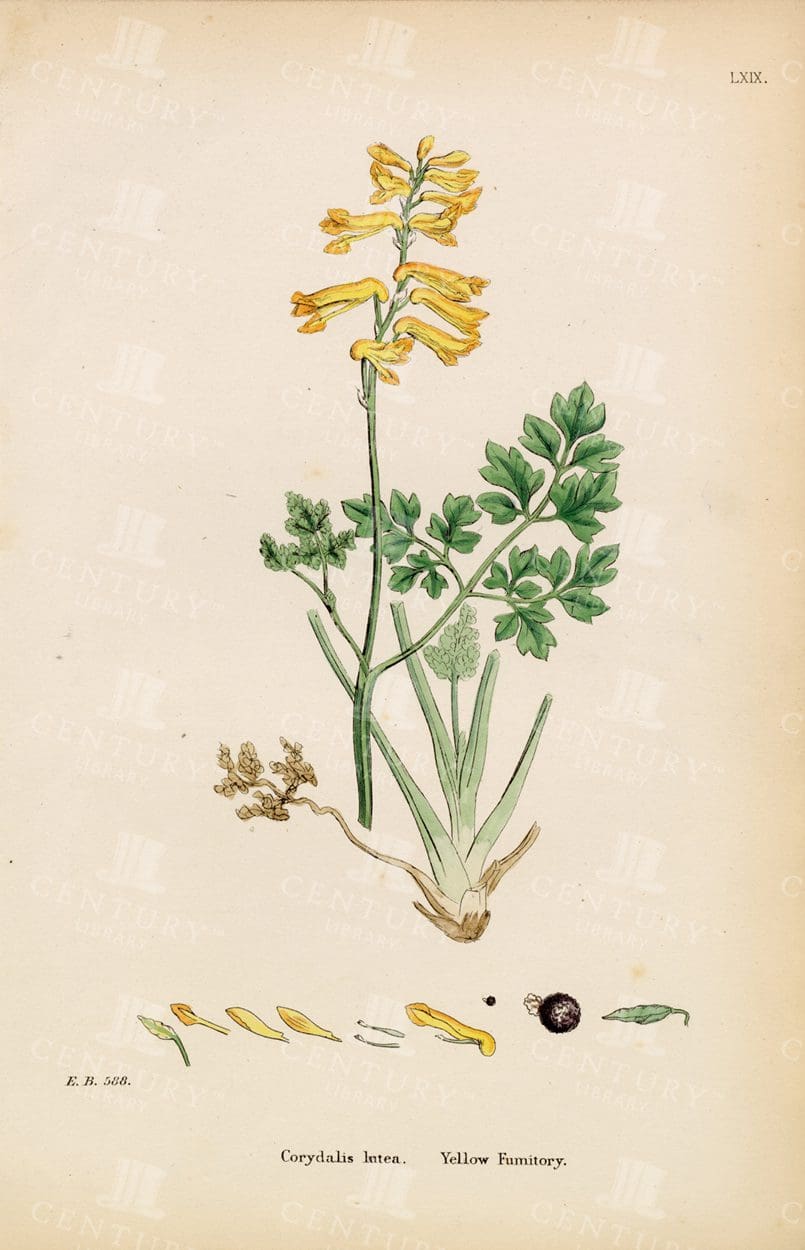 YELLOW Fumitory - Corydalis Lutea - Vintage Botanical Print
