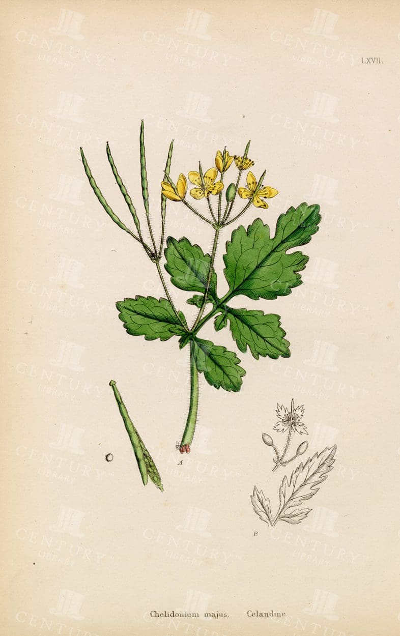 ANTIQUE Botanical Print - Celandine - Chelidonium Majus