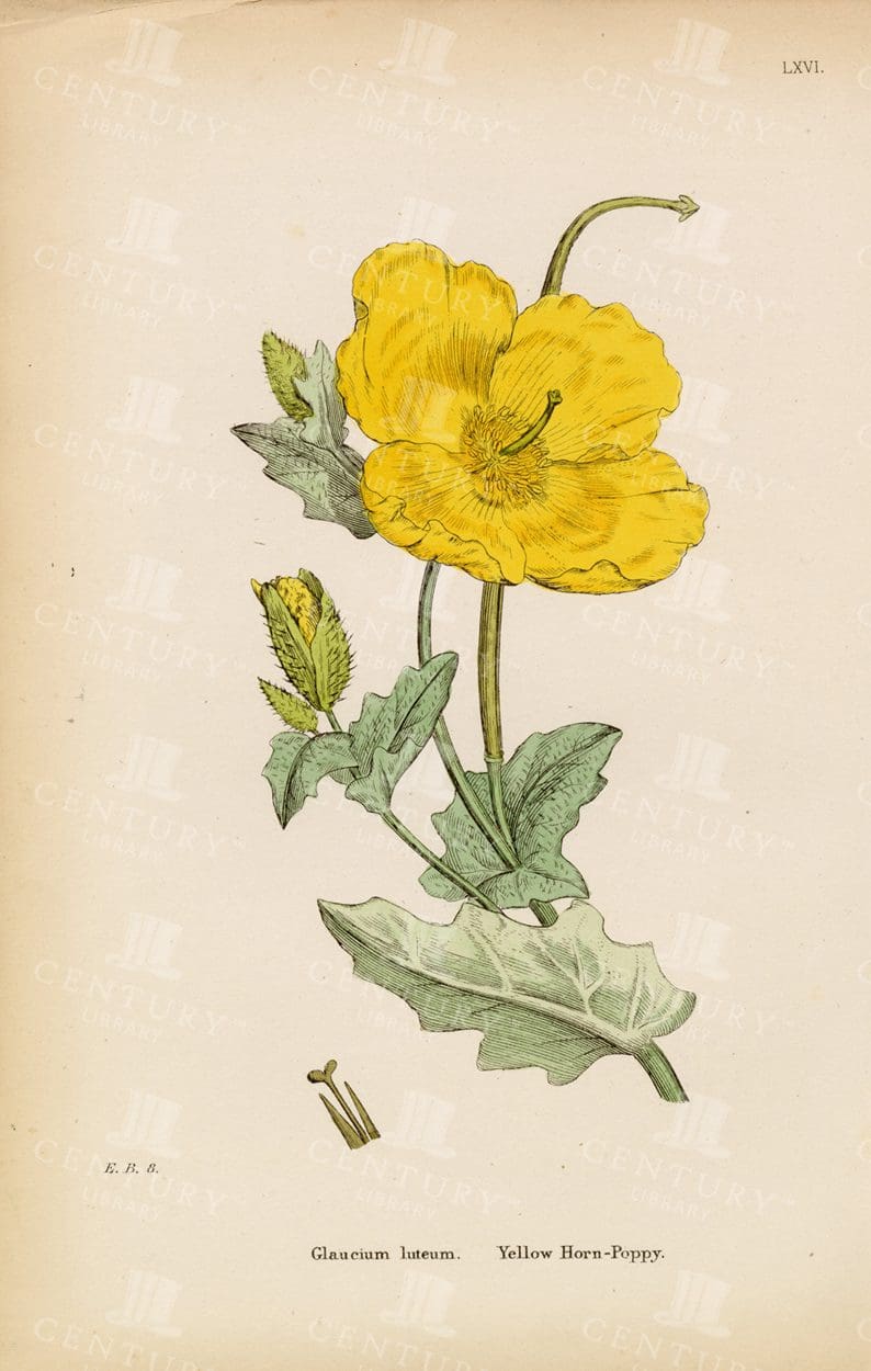 POPPY- Vintage Botanical Print - Yellow Horn Poppy - 1863
