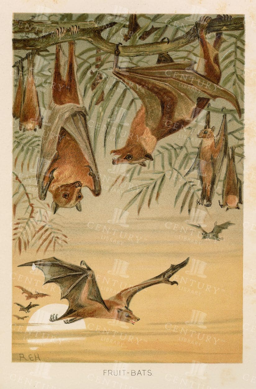 VINTAGE Natural History Animal Print 1904 - Fruit Bats