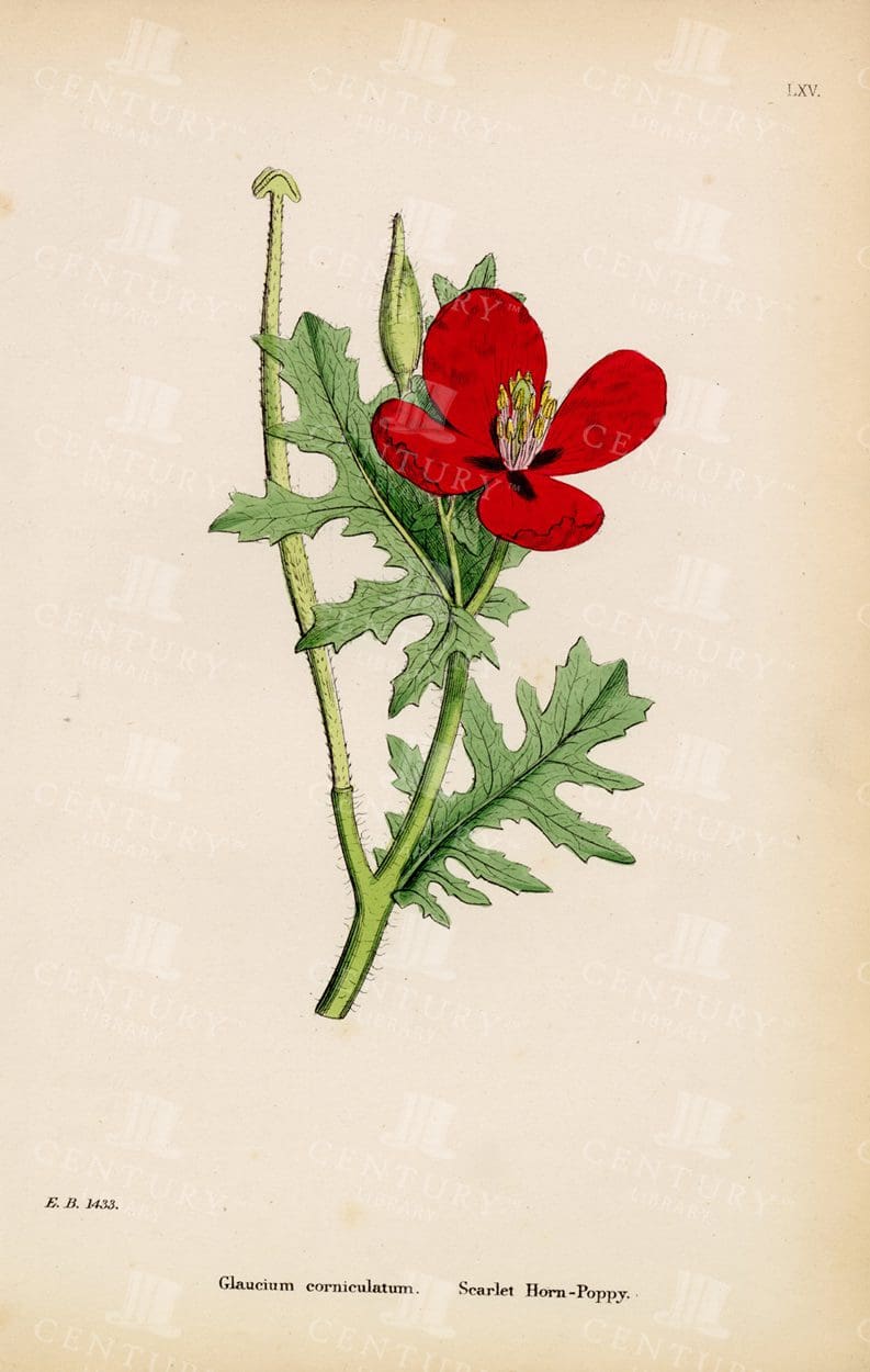 SCARLET Horn Poppy - Beautiful Botanical Vintage Print 1863