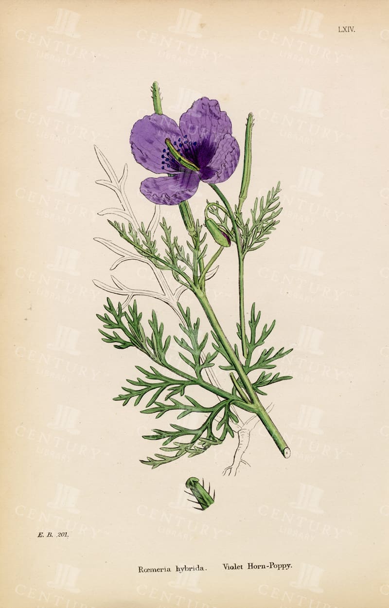 VIOLET Horn Poppy - Vintage 1863 Botanical Colour Print
