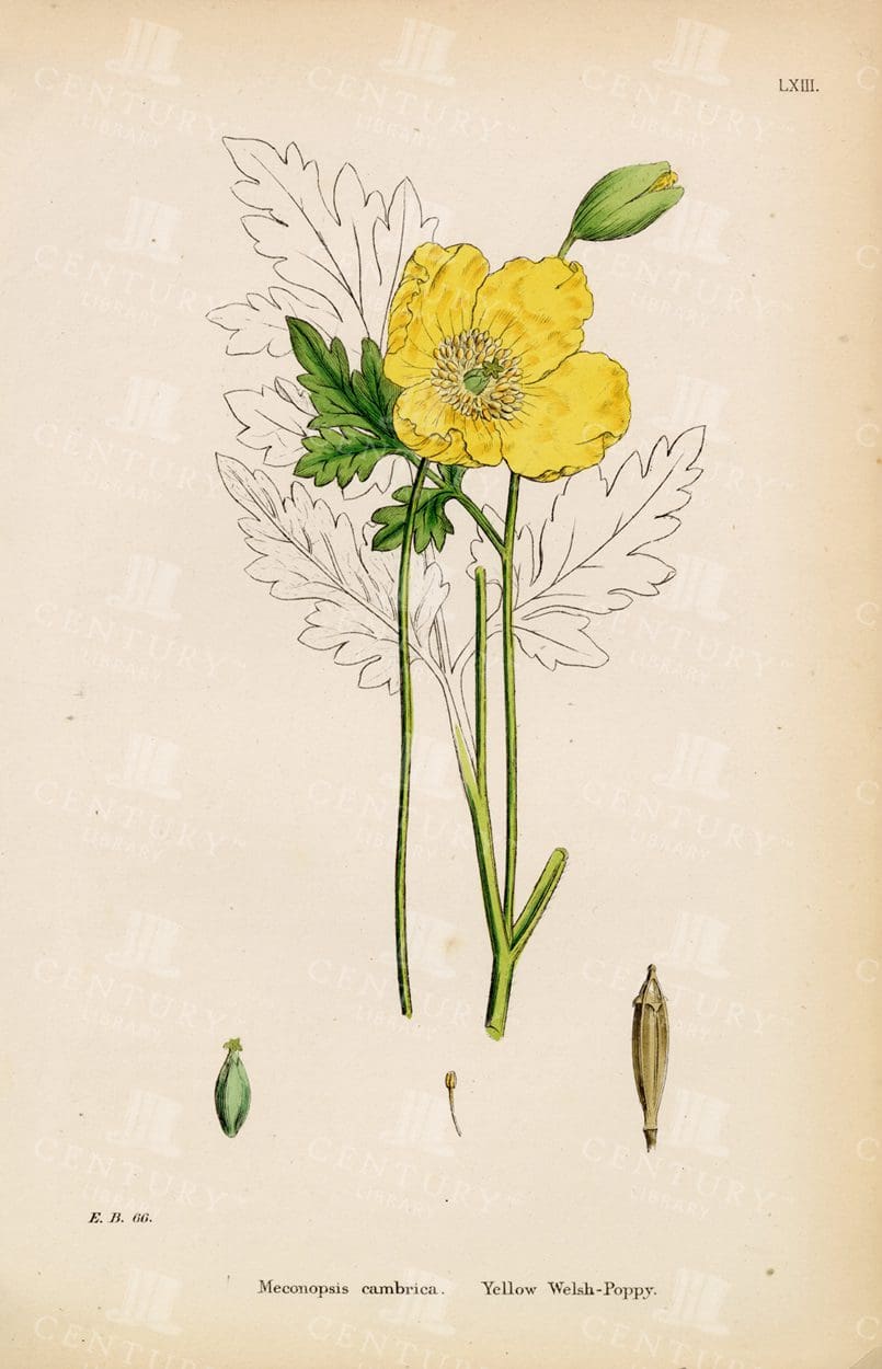 VINTAGE Botanical Print - Yellow Welsh Poppy - Antique 1863