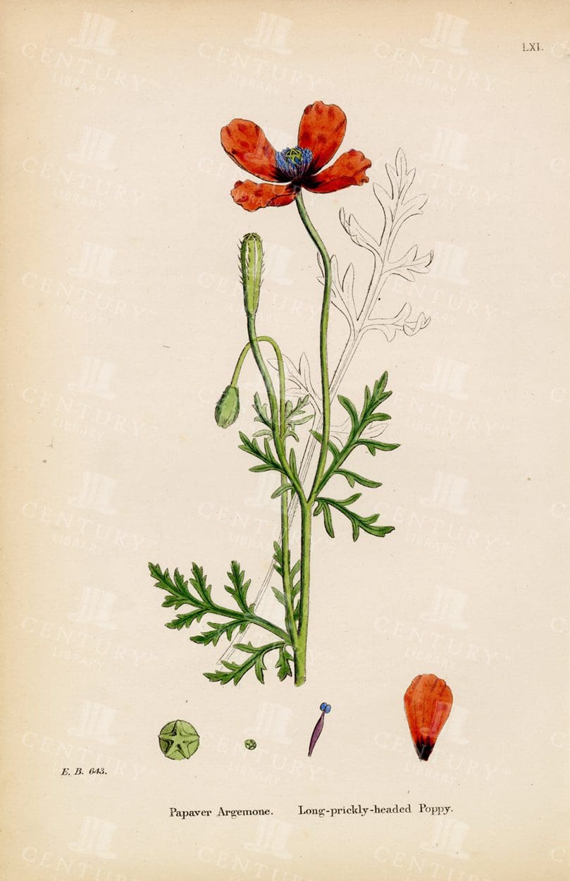 POPPY - Vintage Botanical Print - Long-prickly-Headed Poppy
