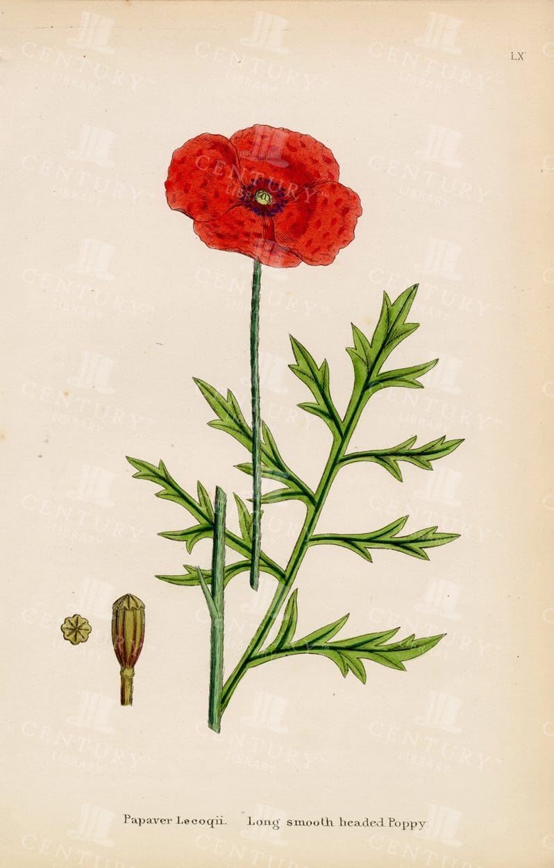 ANTIQUE 1863 Poppy Print - Long Smooth Headed Poppy
