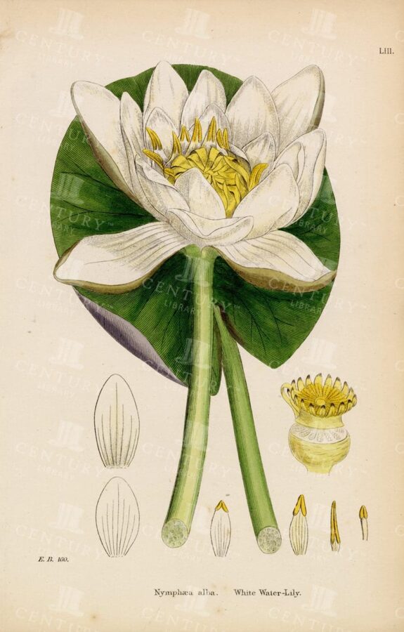 White Water Lily - Vintage Botanical Colour Print - 1863