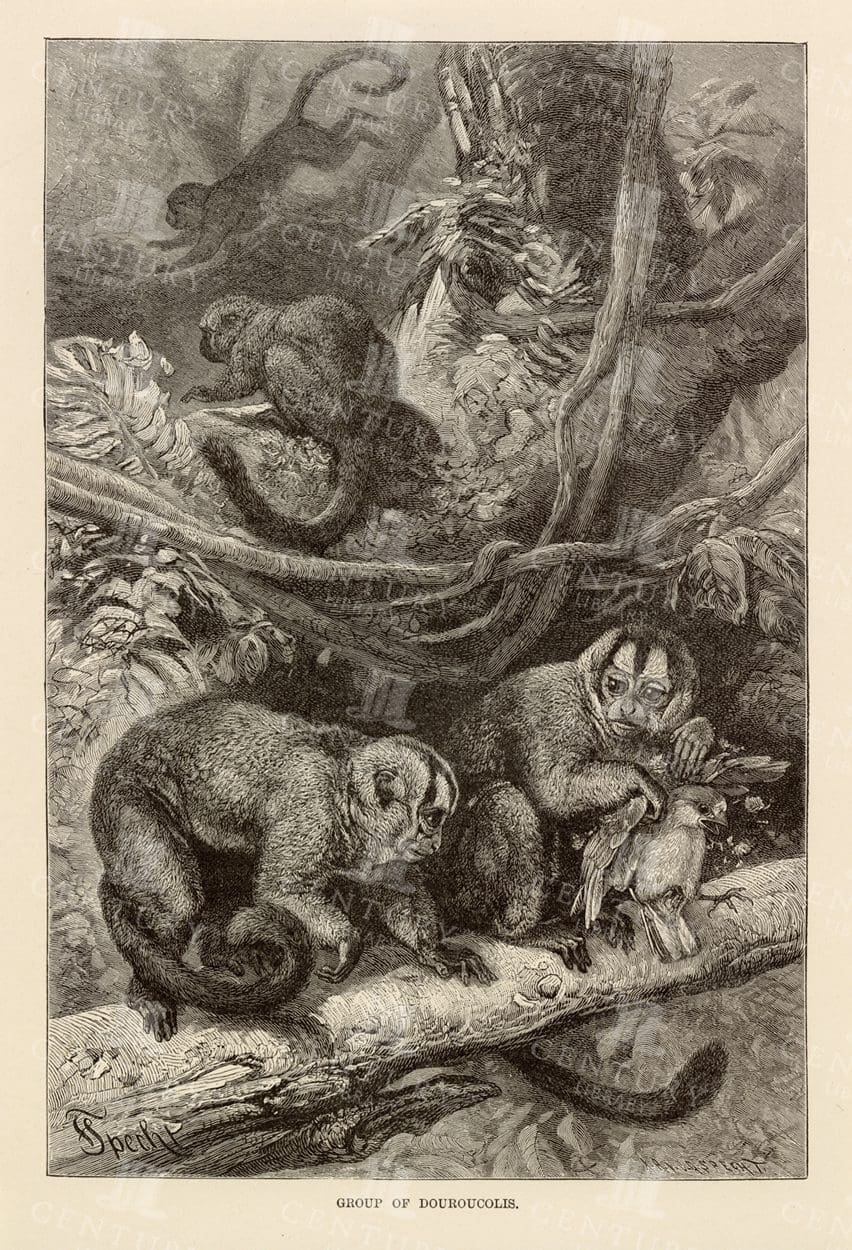 VINTAGE 1904 Natural History Print - Group of Douroucoulis