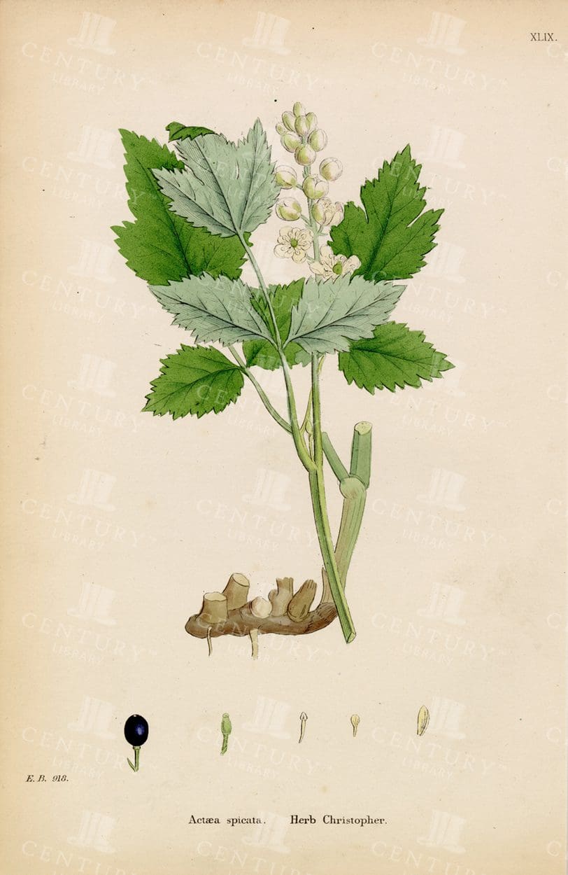 ANTIQUE Botanical 1863 Print - Actaea Spicata - Herb Christopher