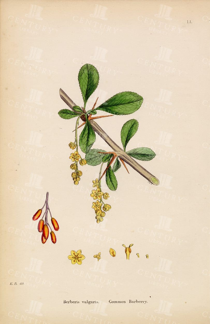VINTAGE 1863 Botanical Print - Berberis Vulgaris - Common Barberry