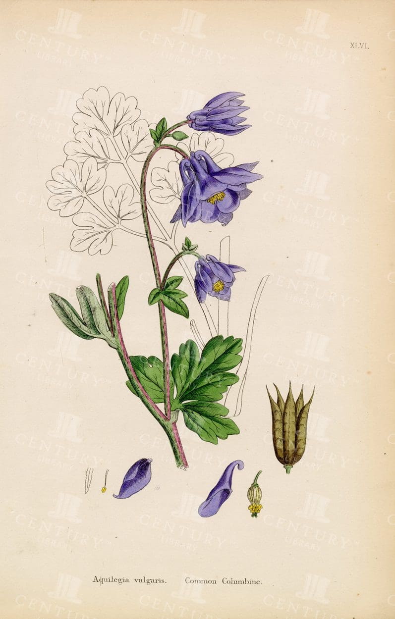 AQUILEGIA Vulgaris - Vintage Colour Print 1863