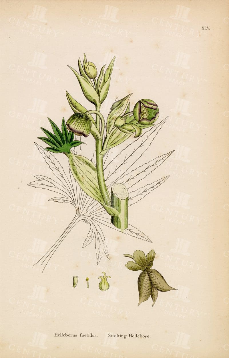 1863 Antique Botanical Print - Helleborus Foetidus - Stinking Hellebore