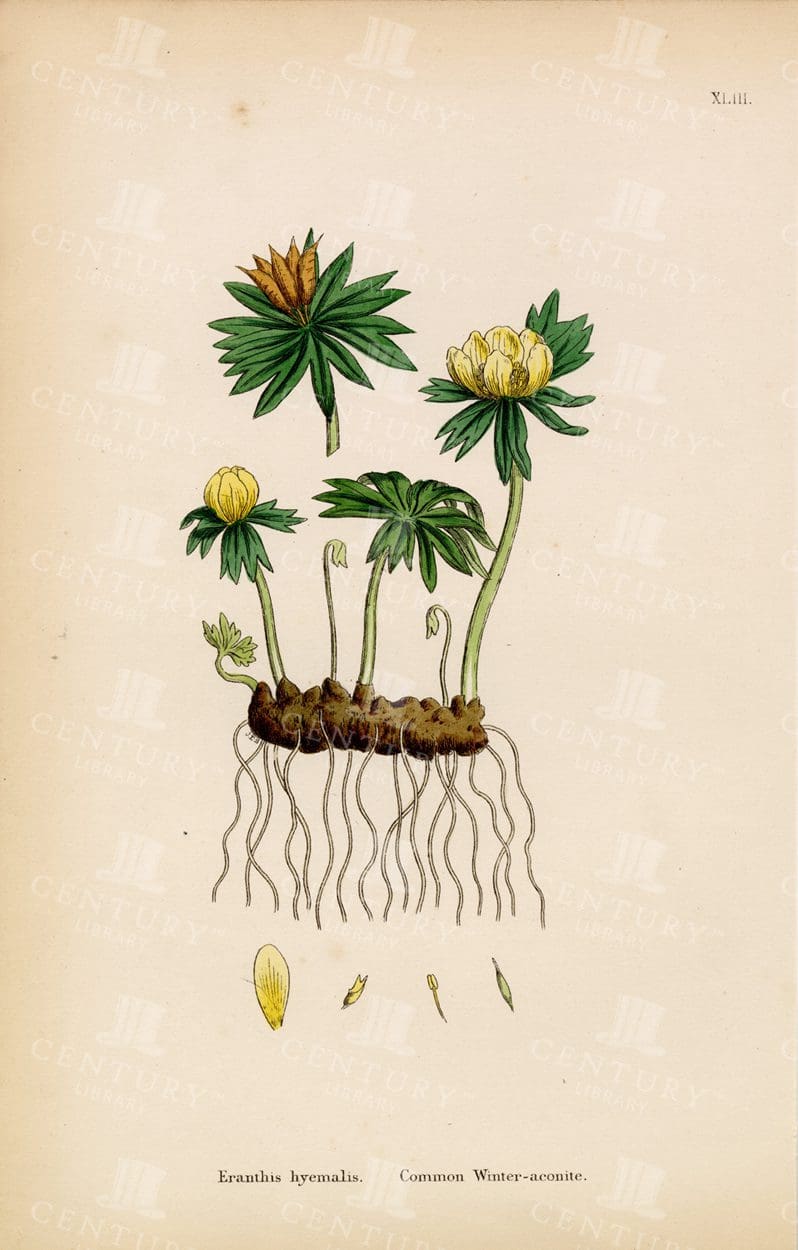 VINTAGE Colour Botanical Print - Common Winter-Aconite - 1863