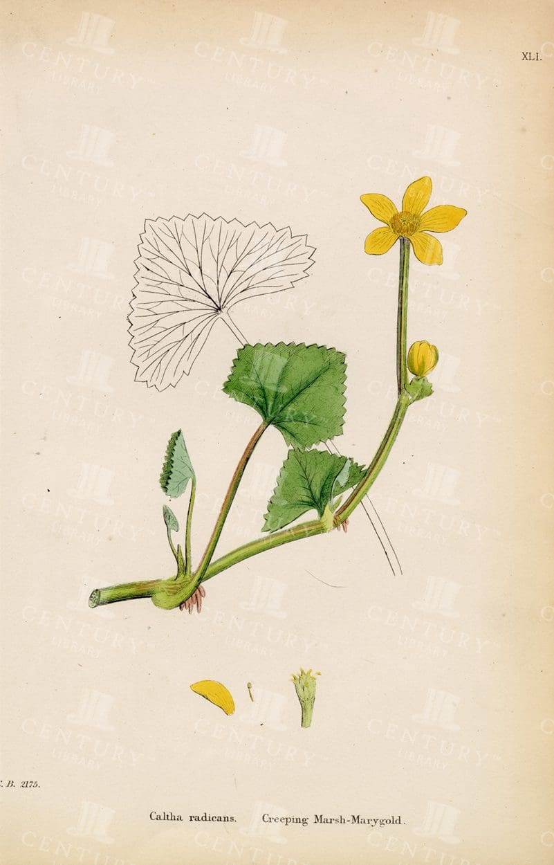 BOTANICAL Vintage Print - Creeping Marsh Marigold - Antique 1863