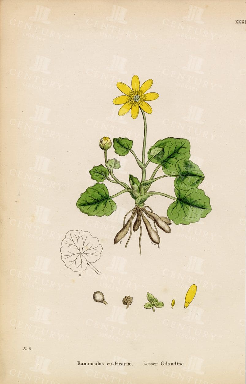 ANTIQUE Coloured Botanical Print - Lesser Celandine - 1863