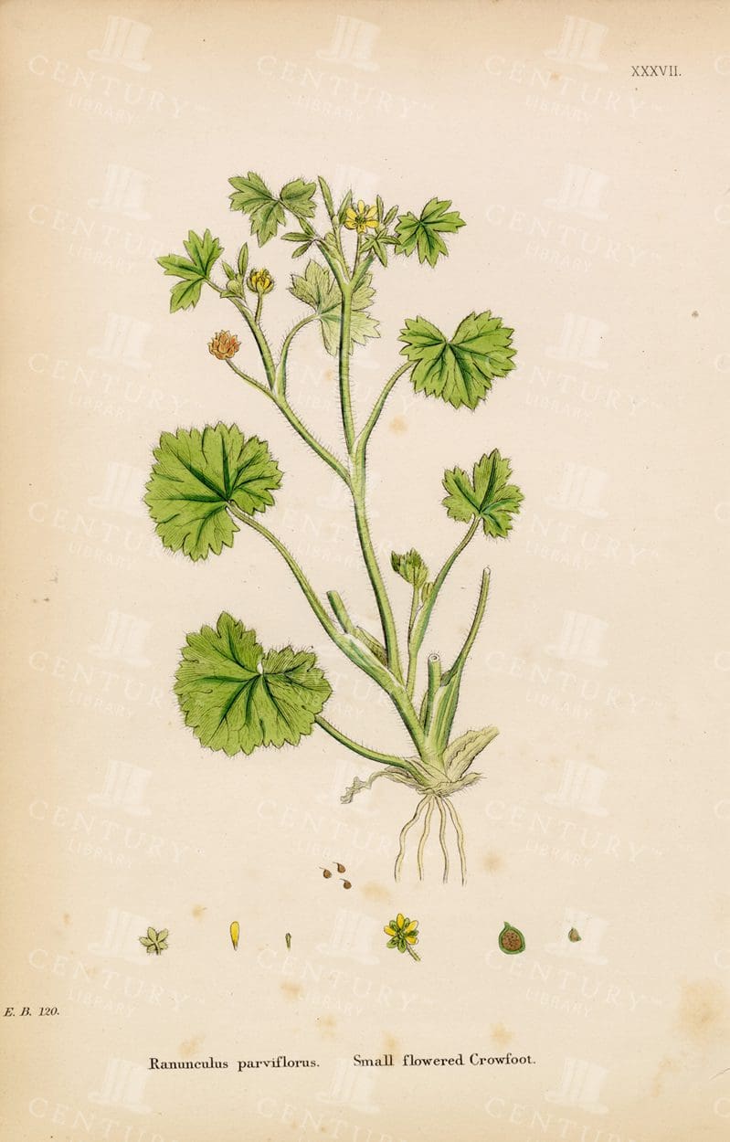 ANTIQUE Botanical colour Print - Small Flowered Crowfoot - 1863