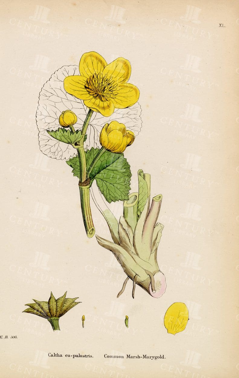 COLOUR Vintage Botanical Print - Common Marsh Marigold