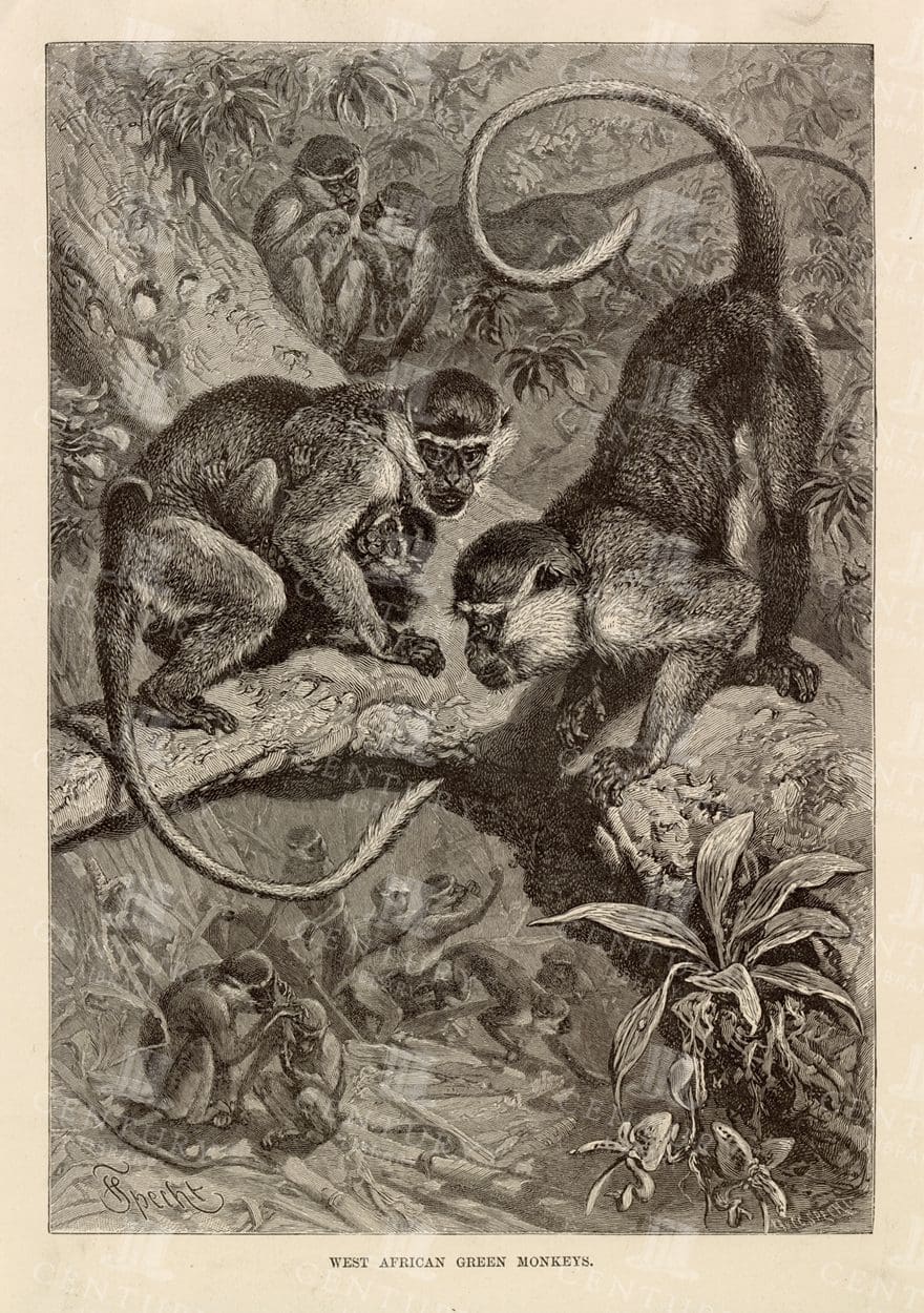 VINTAGE Natural History Print - West African Green Monkeys