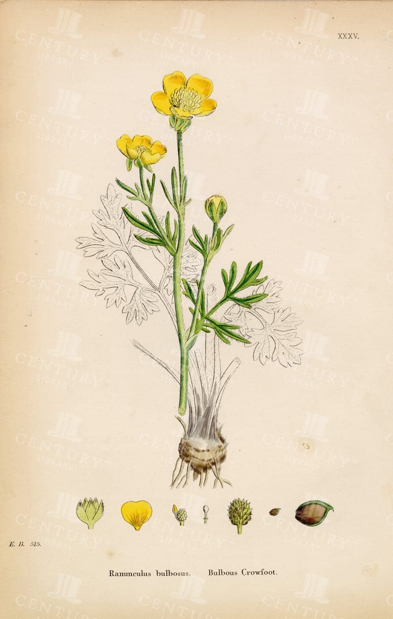 VINTAGE Botanical Print - Ranunculus Bulbosus - Bulbous Crowfoot
