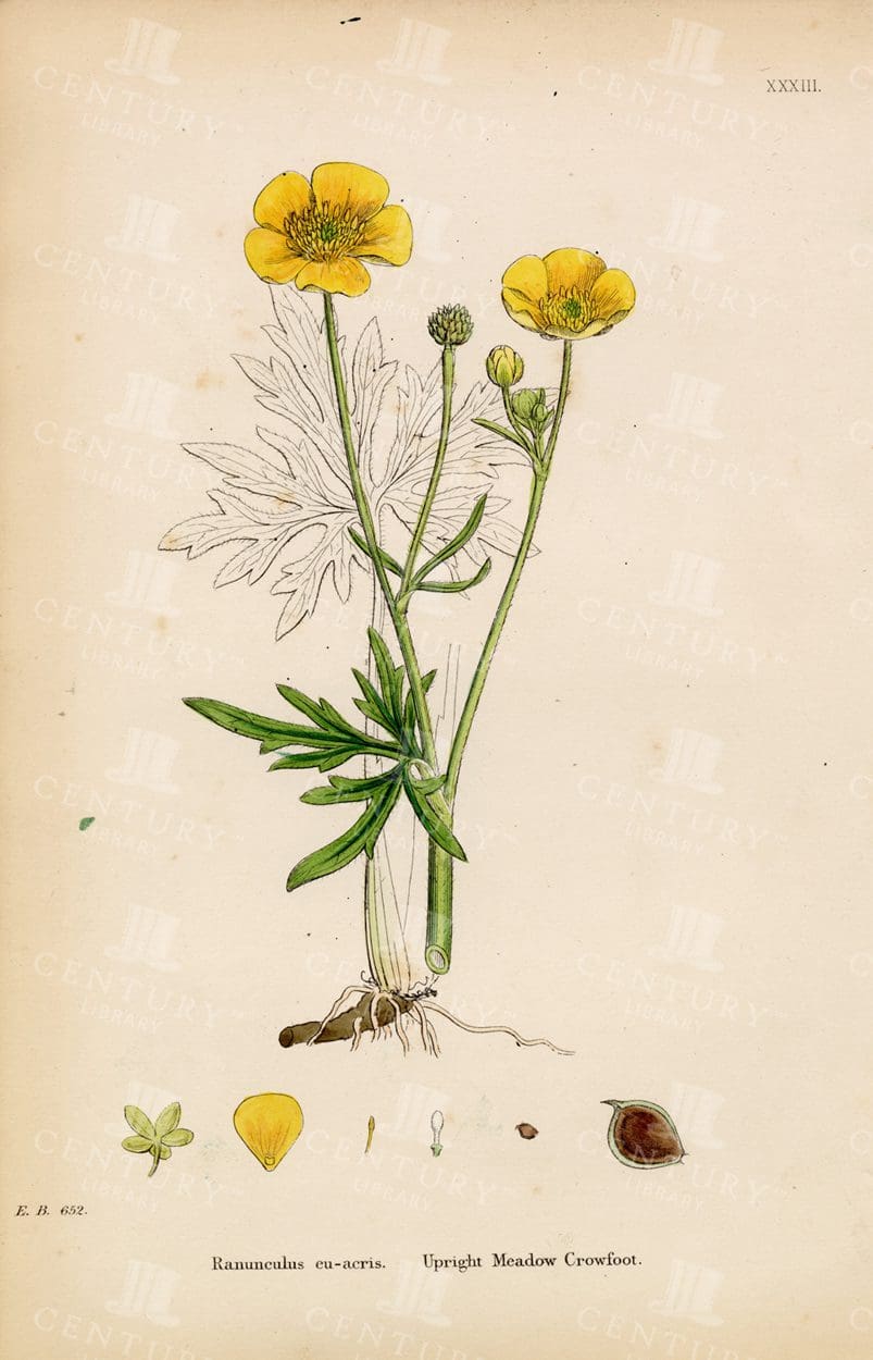 VINTAGE Botanical Print - Upright Meadow Crowfoot - 1863