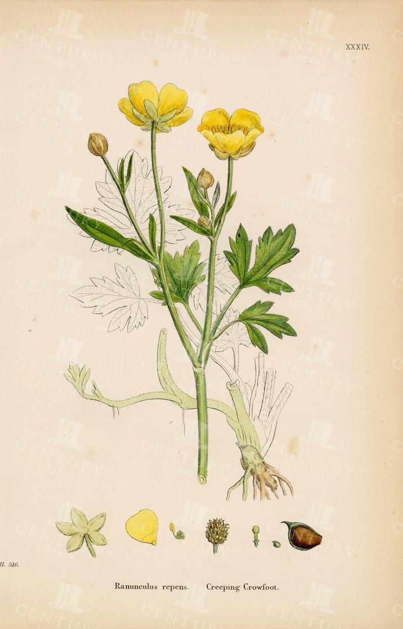 ANTIQUE 1863 Colour Botanical Print - Creeping Crowfoot