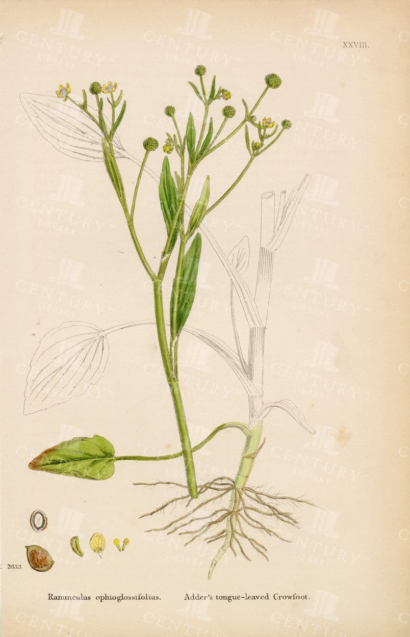 ANTIQUE Coloured Botanical Print - Adder's Tongue-Leaved Crowfoot