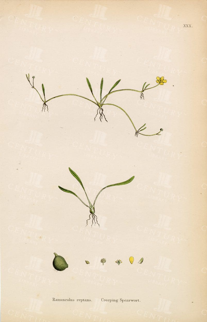 VINTAGE Botanical Print - Creeping Spearwort - Antique 1863