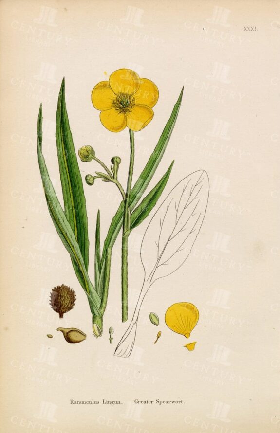 GREATER SPEARWORT - Colour Botanical Print - Vintage 1863