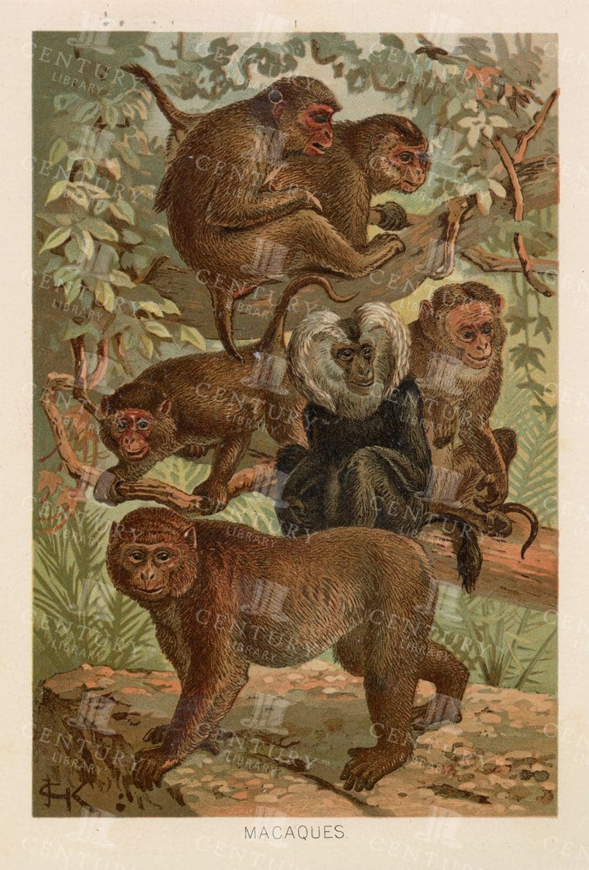 MACAQUES - Coloured Natural History Animal Print - 1904
