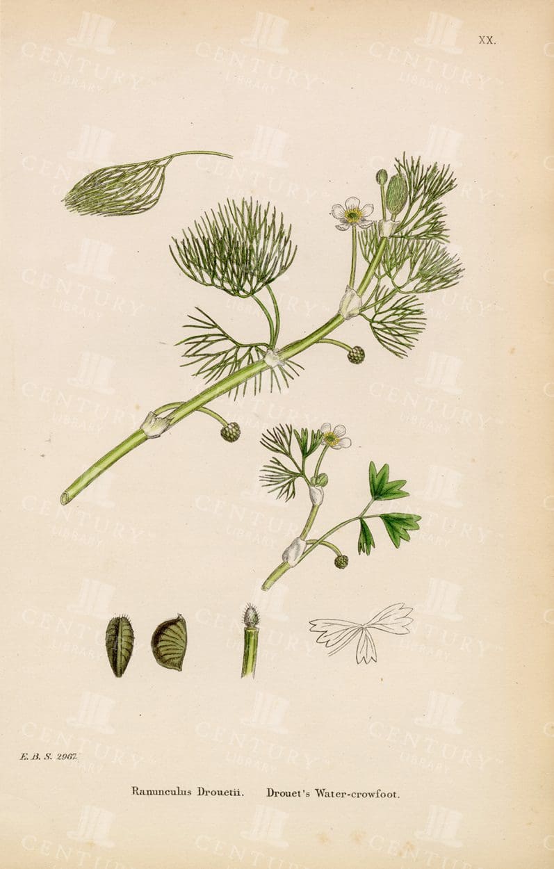 ANTIQUE Colour Botanical Print - Drouet's Water Crowfoot