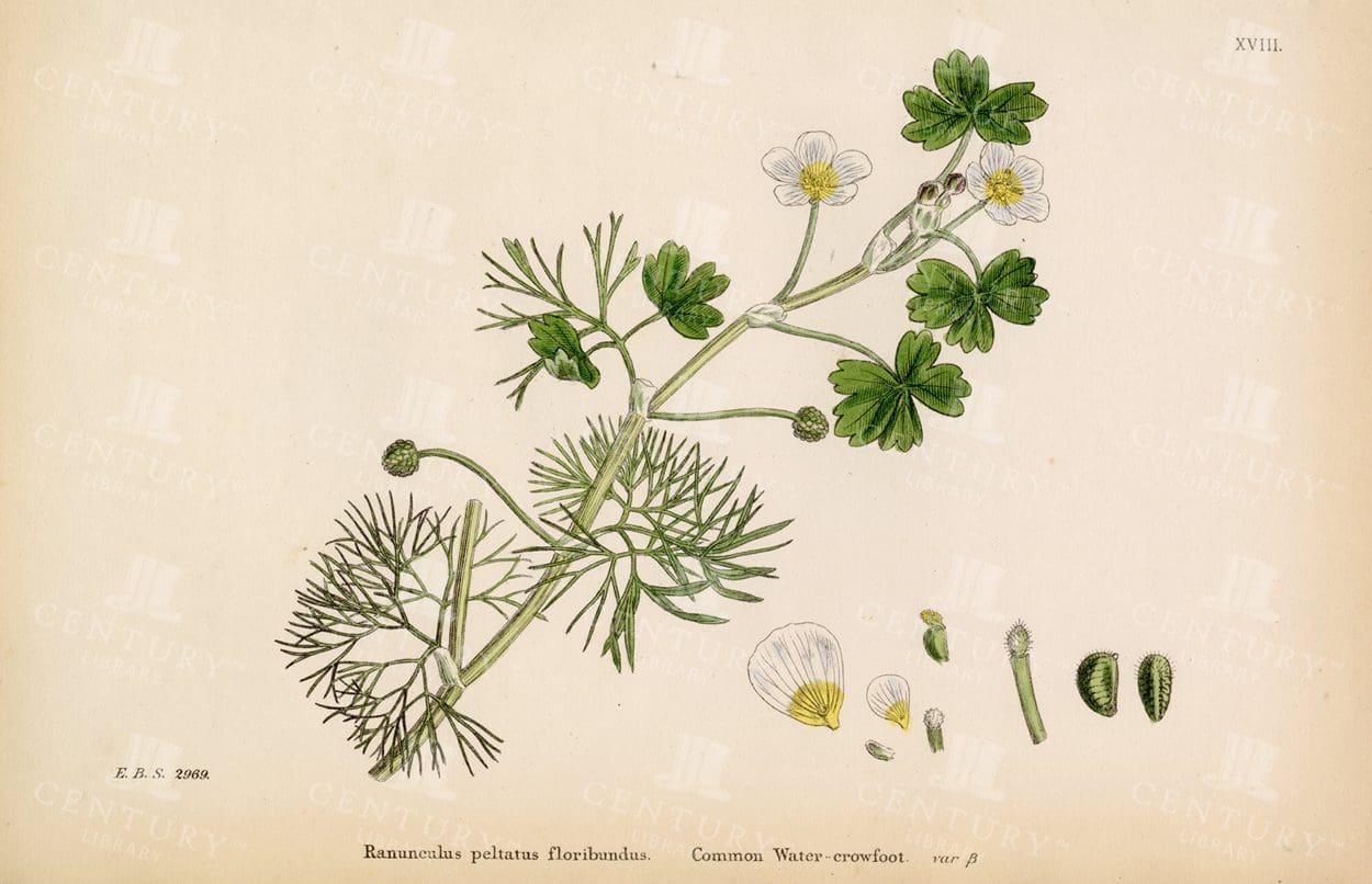 VINTAGE Botanical 1863 Print - Common Water Crowfoot
