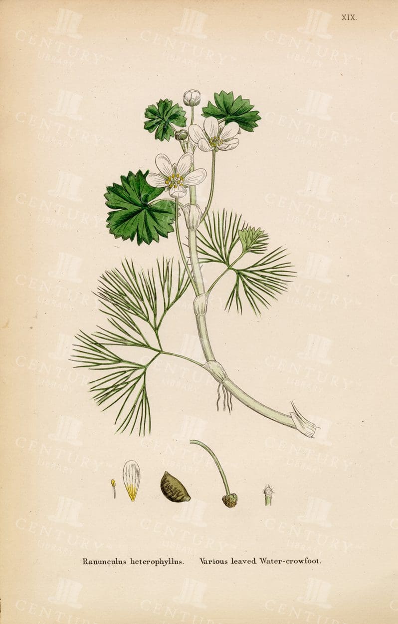 VINTAGE Botanical 1863 Print - Various Leaved Water Crowfoot