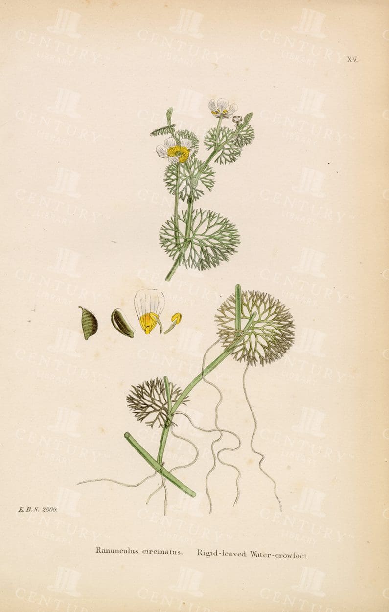 ANTIQUE Botanical Print - Rigid-Leaved Water Crowfoot