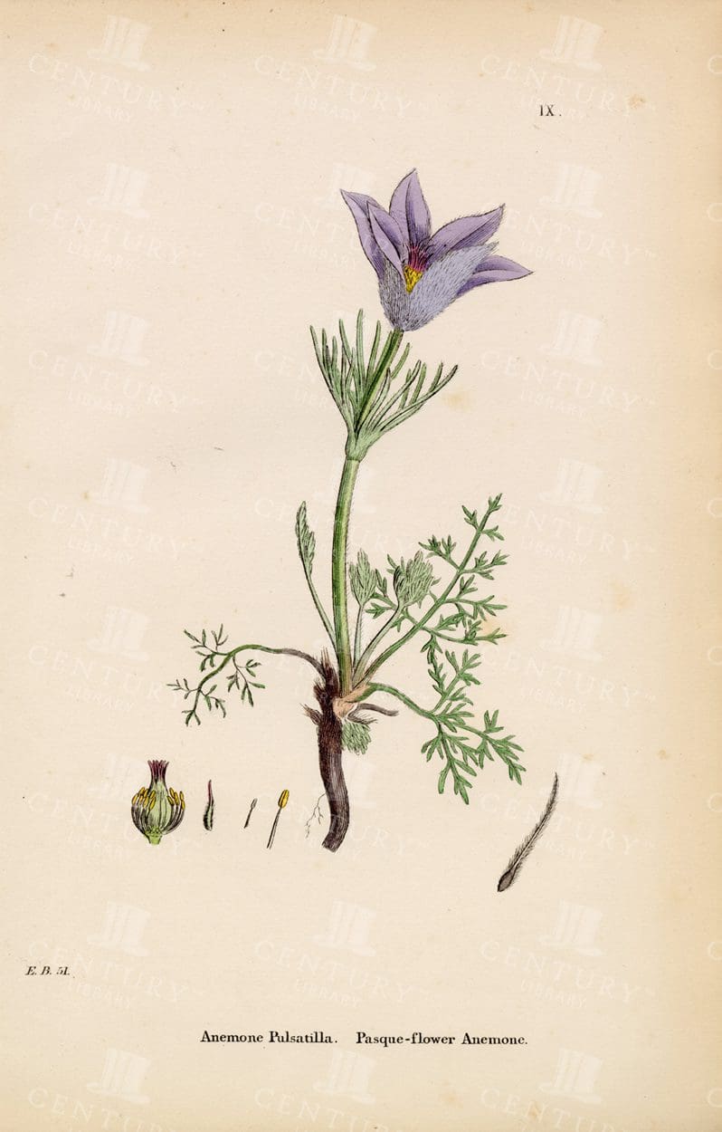 STUNNING Vintage Botanical Colour Print - Pasque-Flower Anemone