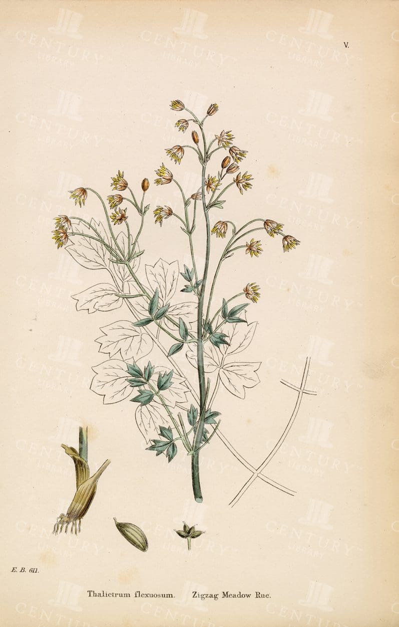 ZIGZAG Meadow Rue - Vintage Botanical Print 1863