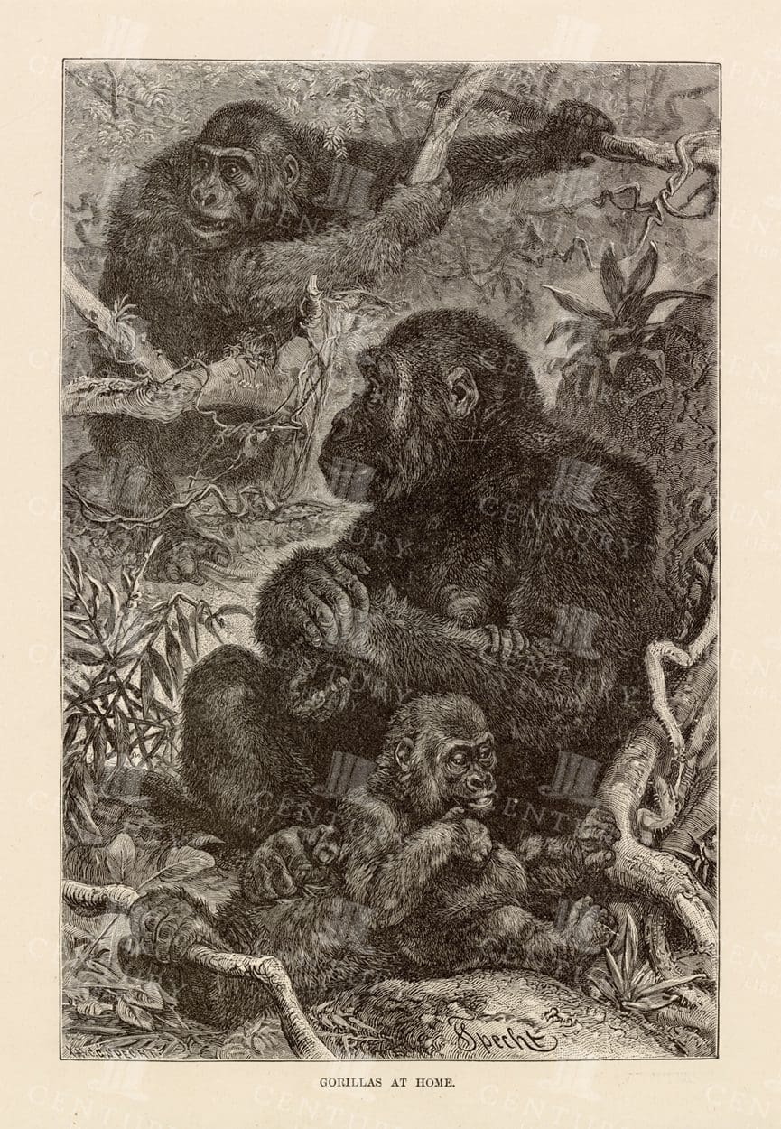 GORILLAS at Home - Animal Natural History Print - 1904