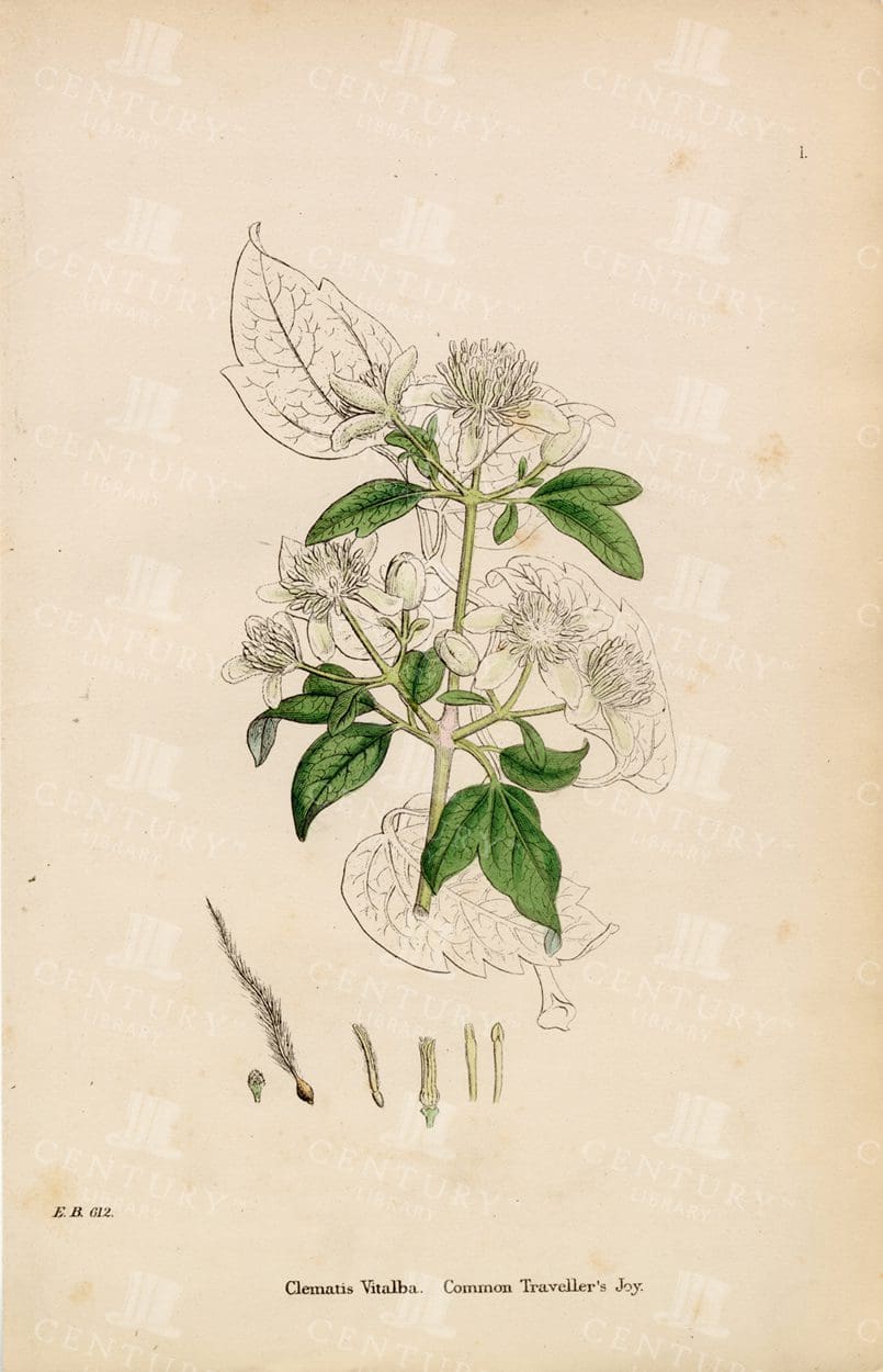 VINTAGE Botanical Colour Print - Common Traveller's Joy