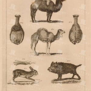 VINTAGE Biblical Print - Unclean Animals - Antique Engraving