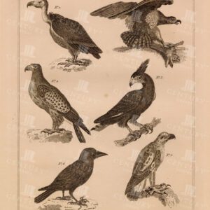 ANTIQUE Biblical Print - Unclean Air Birds - Vintage Print 1836