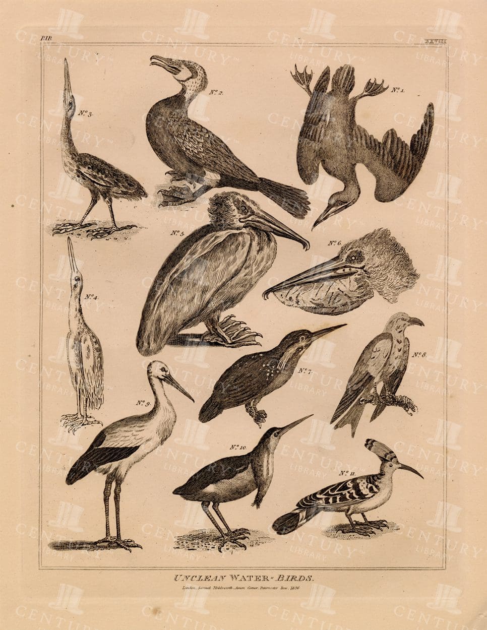ANTIQUE Biblical Print - Unclean Water Birds - Vintage print 1836